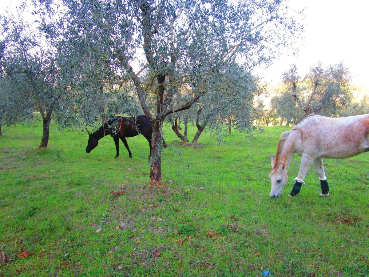 Appartement Il Mandorlo Di Monteriggioni Extérieur photo